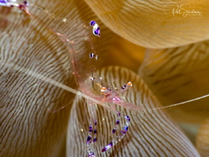 I found this shrimp on a bubble anemone while in the Phil... by Patricia Sinclair 